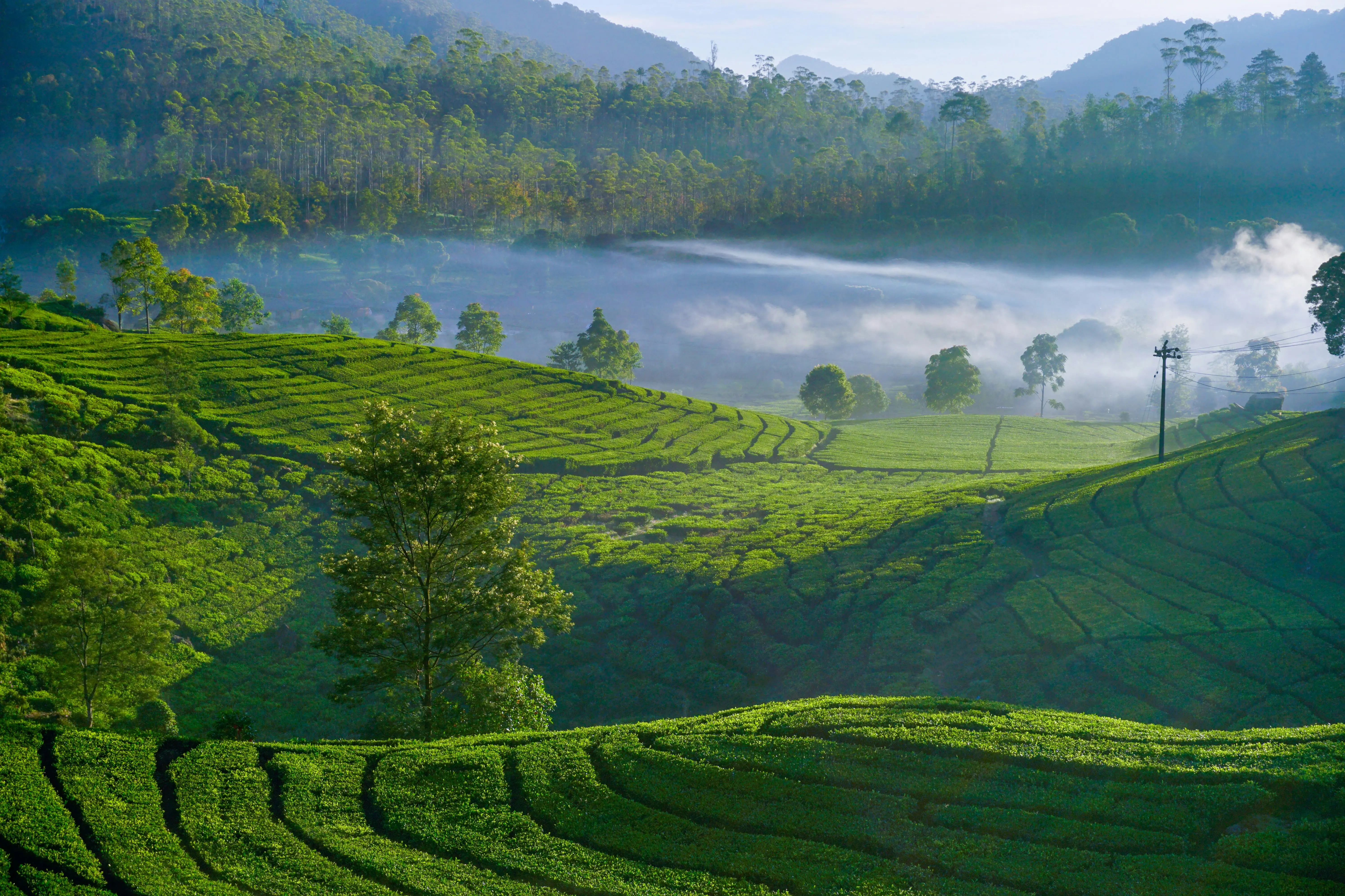 Tea pluckers working in Nuwara Eliya